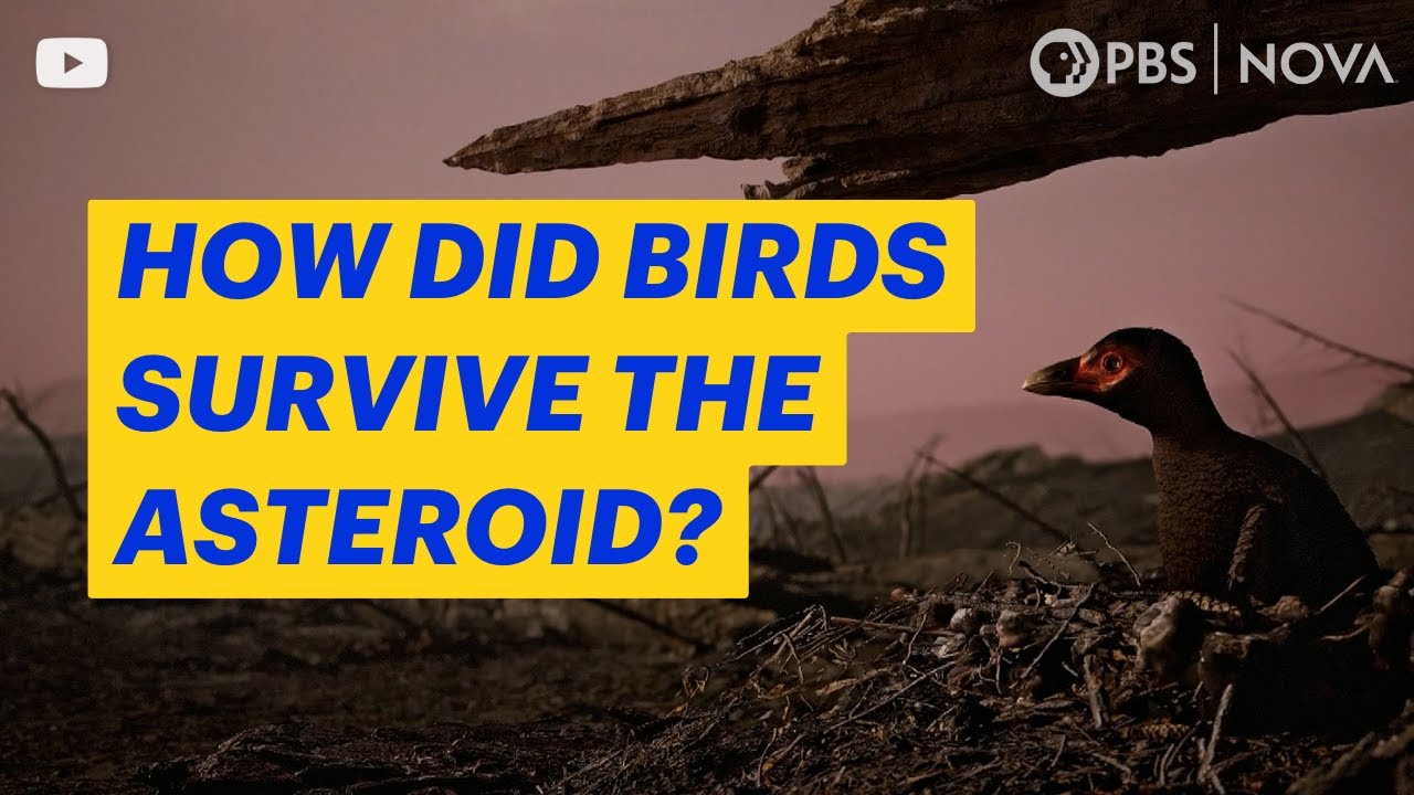 How Birds Survived the Dinosaur Apocalypse | NOVA | PBS