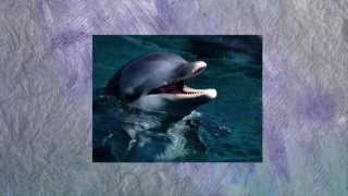 Mike Rowland and Christa Michell: Dolphins and Dreamtime Dolphin