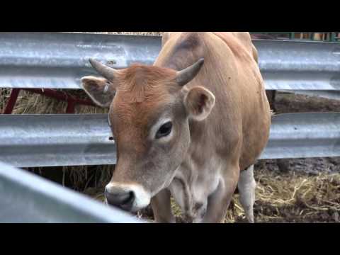 , title : 'Raising Cows - The Basics (Fencing, Weight Goal, Vaccinations, and more)'