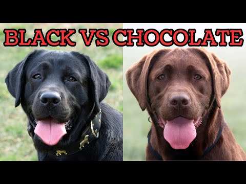 Black Labrador vs Chocolate Labrador - The SURPRISING Differences
