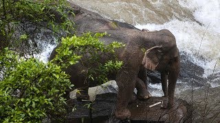 video: Six elephants die while trying to save each other in 'Hell's Abyss' Thai waterfall