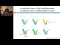 Therapeutic Manipulation Of Cell Fate For Cardiovascular Regeneration John Cooke MD Dec 15 2016