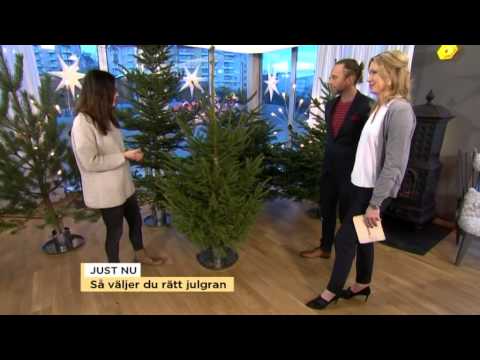 Så väljer du rätt gran - Nyhetsmorgon (TV4)