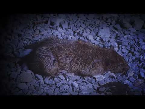 Laut Fragen – Goldene Inseln (Official Video)