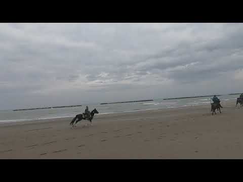 galoppo in spiaggia 1 marzo