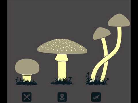 Fayatrix - Inmigration Law