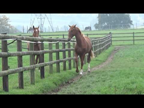 EDEL DE VITRAC par Don Juan de Hus cavalier DBY 7