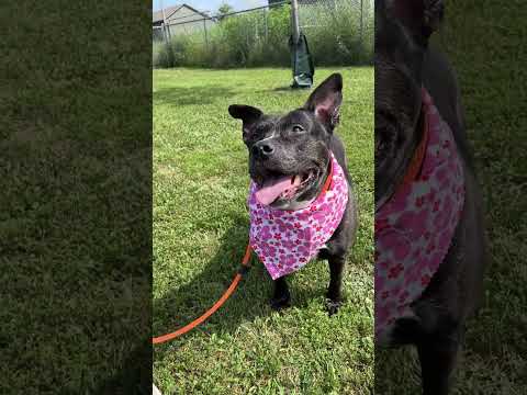 Pibby Youtube Video