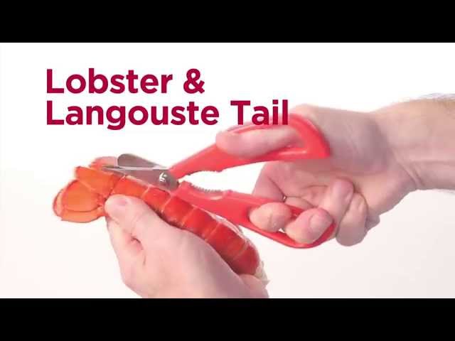 Video teaser for Moha Scampo