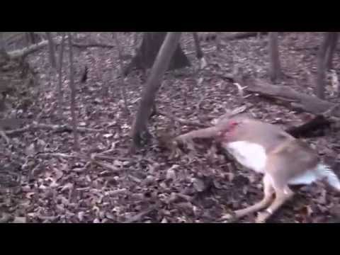 6.5 YEAR OLD STAR CITY WHITETAIL NAMED "NO COUNT"