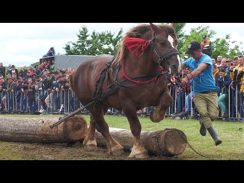 Cai de tracțiune locul 1 la simplu Sebi la Medieșu Aurit 17 Iunie 2023