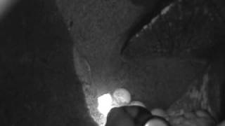preview picture of video 'Female Leatherback Turtle Laying Eggs'