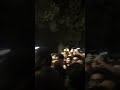 Bhrom Karnival Buet 2022