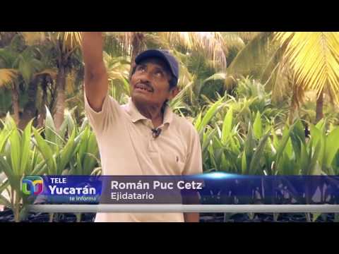 San Crisanto 2019 I Conoce el paraíso de coco en Yucatán.  | Tele Yucatán
