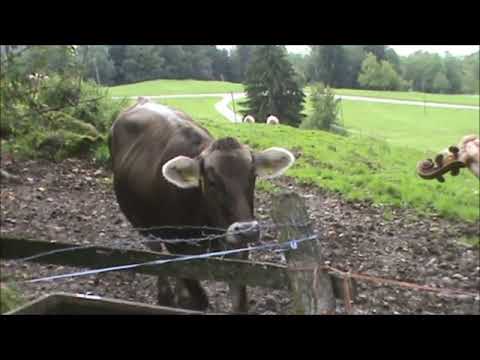 Summer Music Course in Switzerland   Astona International 2011