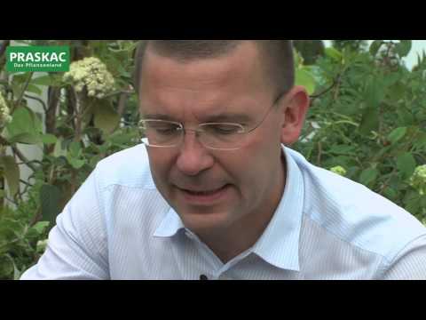 Schneeball | Blüte und Duft durch die ganze Saison