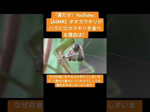 ASMRとはどういう意味ですか?その背後にあるものを簡単に説明します