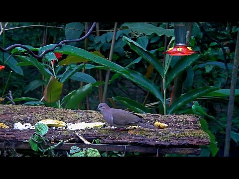 Rare Visit From A White-tipped Dove On The Panama Fruit Feeder – Aug. 7, 2020