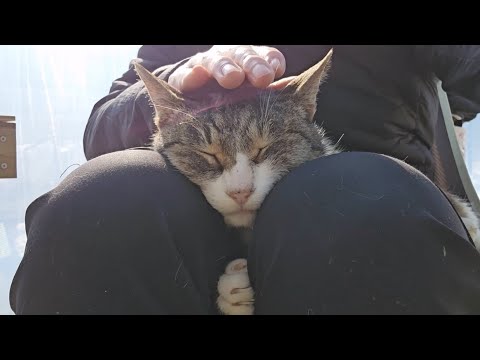 묘생 9년차 드디어 무릎냥이가 됐다