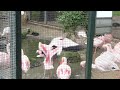 Lesser Flamingos Mating In Zoo Berlin