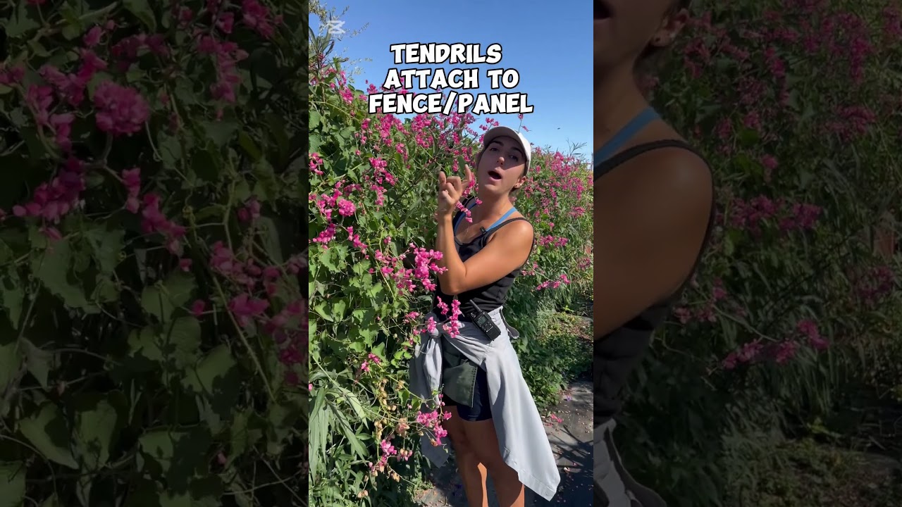 Pink Coral Vine blooms in drought tolerant Austin Texas landscape