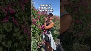 Coral Vines Care & Growing Tips