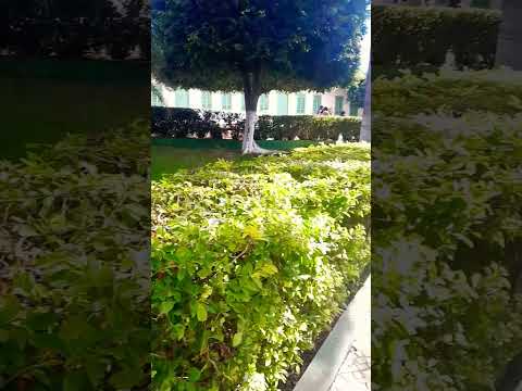 praça de São joão do paraíso mg lugar gostoso de si viver #cidade