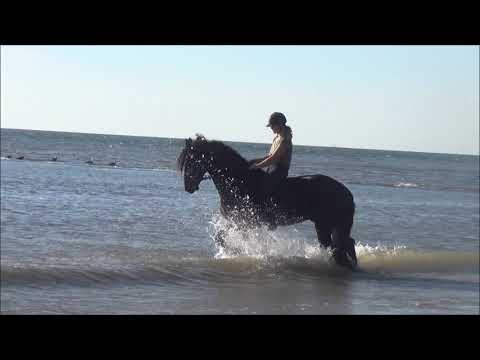 Stal Okkema's Vincent on the beach