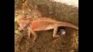 preview picture of video 'Wild lizard laying  eggs'