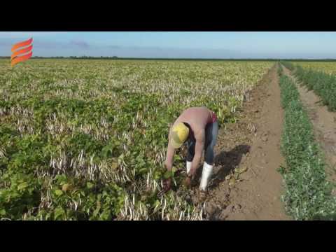 Cosecha de frijol alcanza precio record de $30 mil