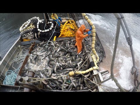 Commercial salmon fishing in Crawfish Inlet. August, 2018.
