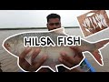 Hilsa Fishing Net Fishing Hilsa Fishing Modar Fishing Jaski Fishing AnglerRahulPatel