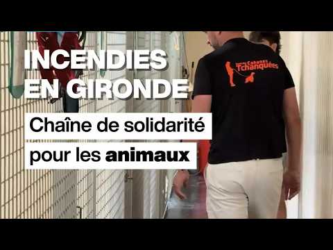 Incendies en Gironde : chaîne de solidarité pour les animaux • FRANCE 24