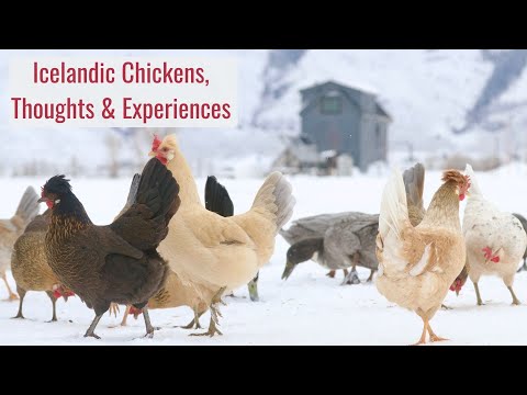 , title : 'Icelandic Chickens - Thoughts and Experiences with Viking Chickens for Our Cold Climate Homestead'