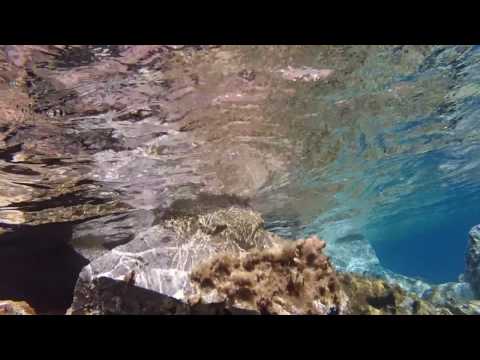 Lyre 'n' Rhapsody-Sirens Calling