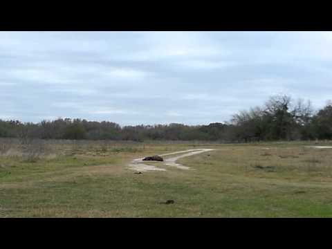 200 lb hog vs 8 lbs tannerite