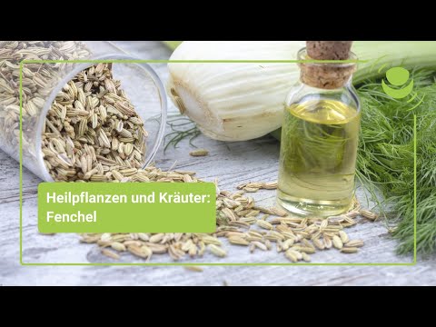 Fenchel – Alles, was Du über ihre Wirkung wissen solltest.