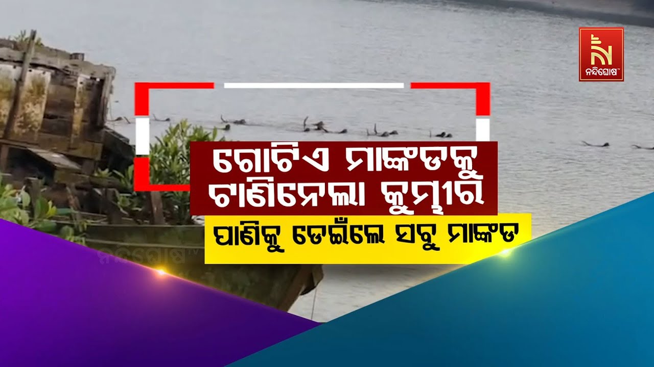 ଗୋଟିଏ ମାଙ୍କଡକୁ ଟାଣିନେଲା କୁମ୍ଭୀର : ପାଣିକୁ ଡେଇଁଲେ ସବୁ ?
