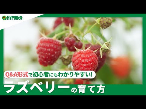 ラズベリーブッシュについて詳しく解説