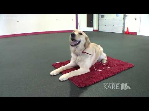 Teaching your dog to "go lie down"