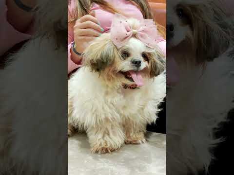 How Energetic are Shih Tzu?