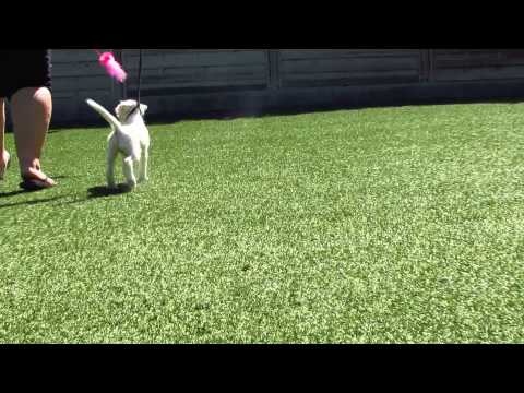 Allegro's back movement :)