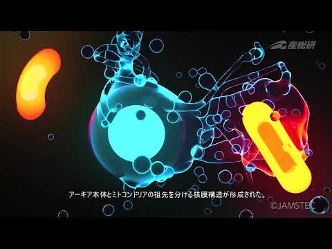 ゴルガシア プレクララ