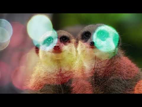Wild Romance のサムネイル