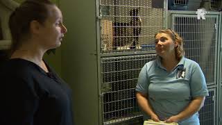 Rijnmond helpt bij het dierenasiel in Gorinchem