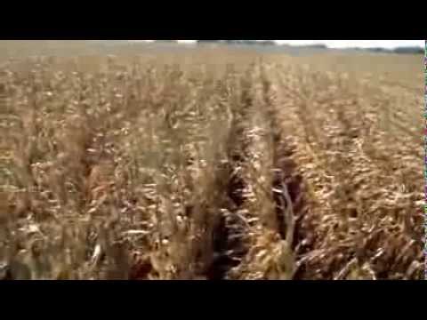 Women in Ag running John Deere combine during corn harvest.