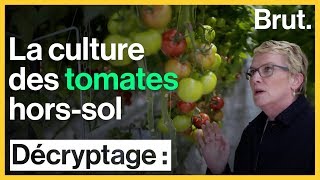 La culture des tomates hors-sol