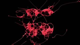 Omar Cito Perez - House Music (Lexvaz & JJ Mullor Remix)