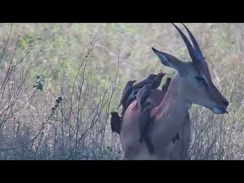 Djuma: Impala with a lot of Oxpeckers on it - 15:50 - 10/21/2023