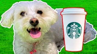 Dog Tries Puppachino From Starbucks For The First Time